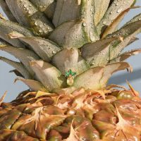 Nahaufnahme eines goldenen Piercingaufsatzes in Form einer Ananas mit grünen Blättern, platziert auf einer echten Ananas mit Wassertropfen
